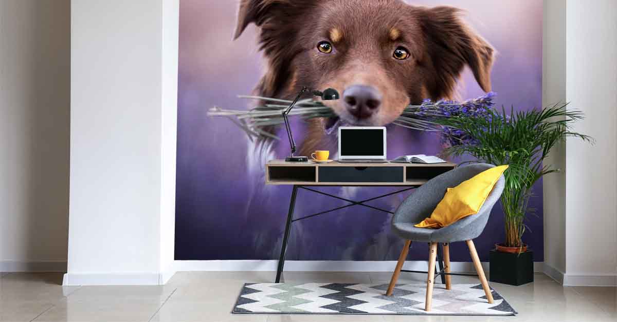 Dakloos Jabeth Wilson combinatie Fotobehang behangpapier met Honden Kopen? - Fotobehang