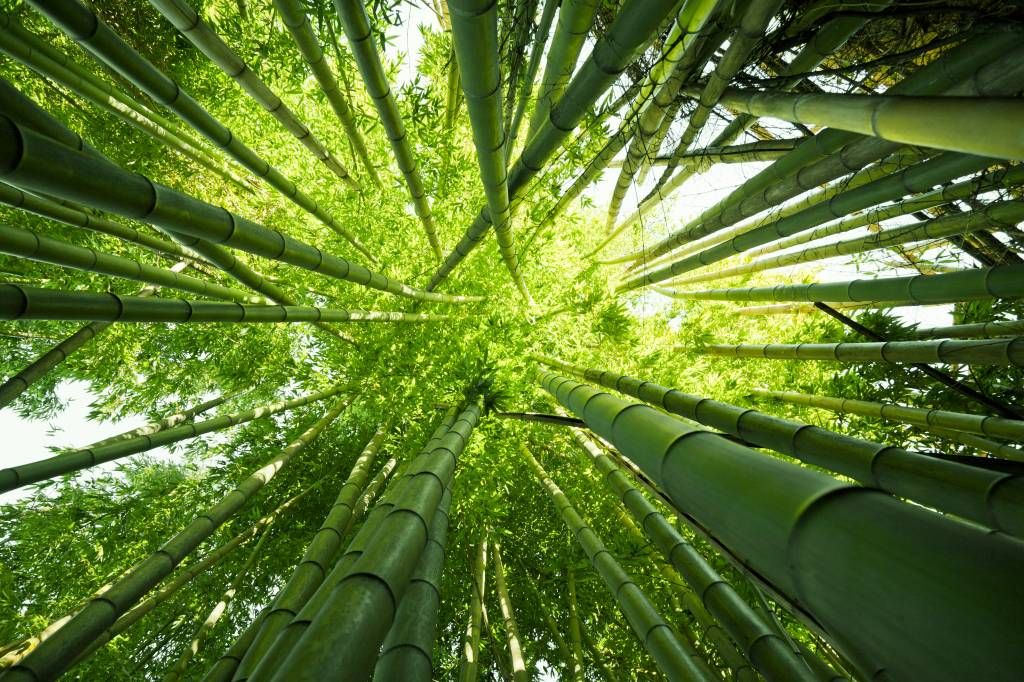 Beyond bleek getuigenis Bamboe - Fotobehang