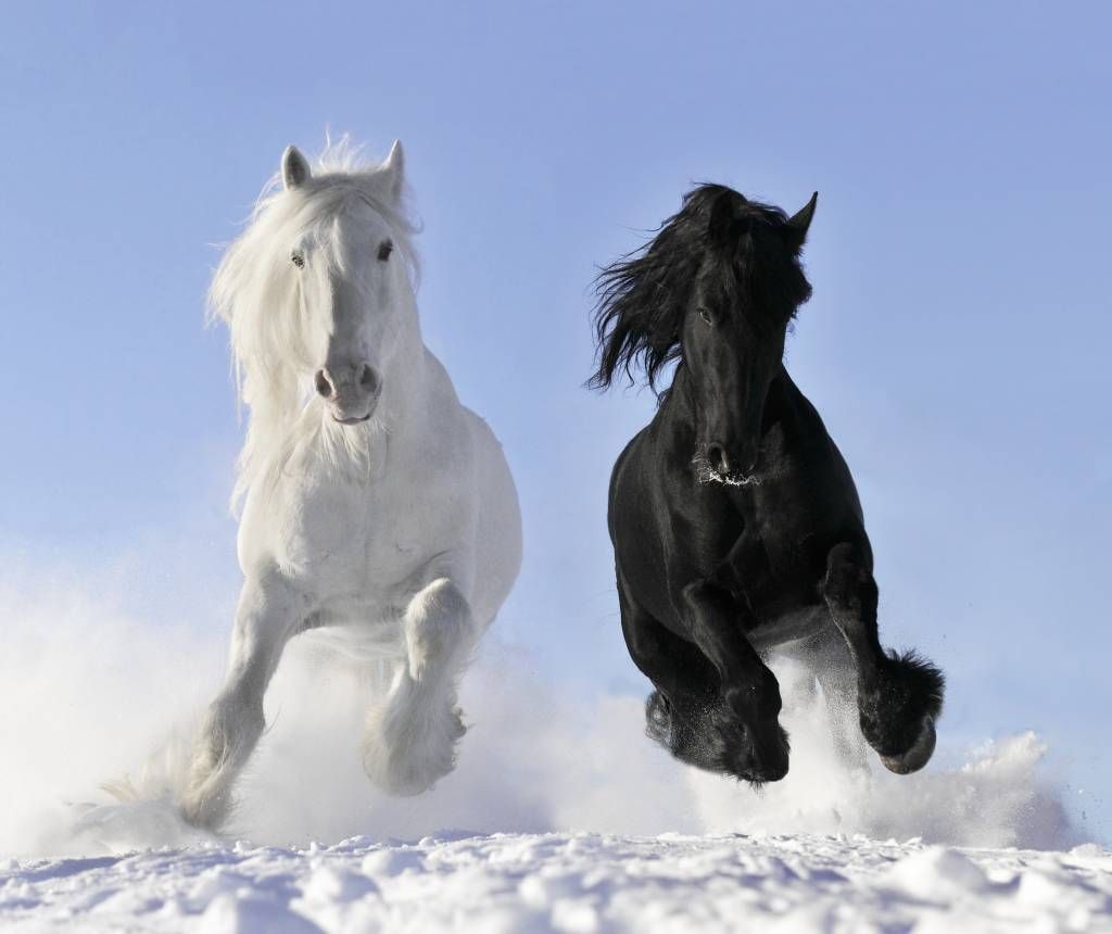 Zelfgenoegzaamheid presentatie punch Wit en een zwart paard - Fotobehang