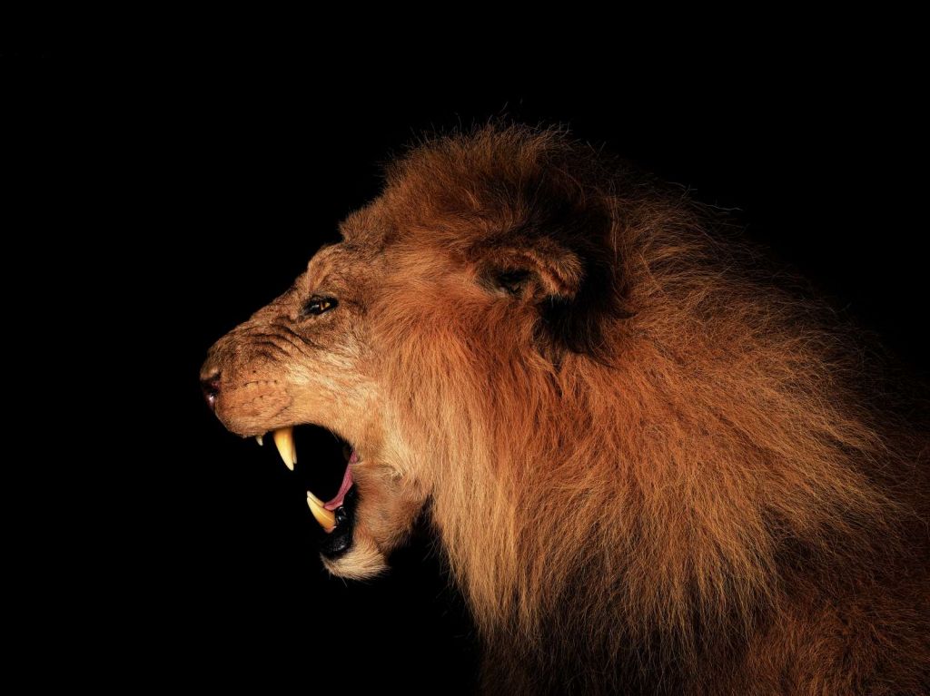 Roaring lion