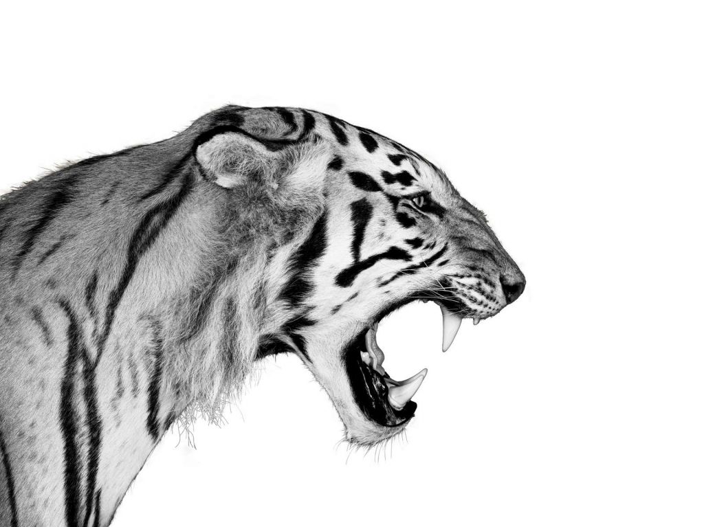 Roaring tiger white