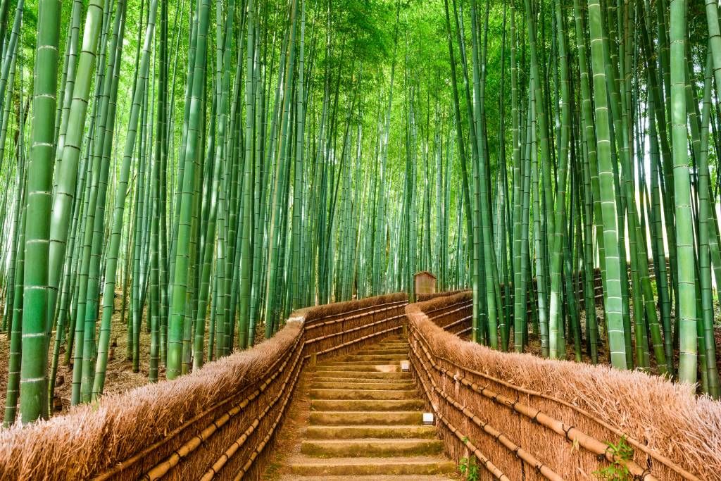 beet duim Verdorde Trap tussen bamboe planten - Fotobehang
