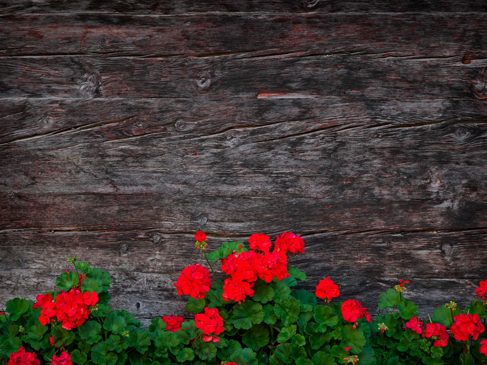 Verweerd Hout Met Bloemen Fotobehang